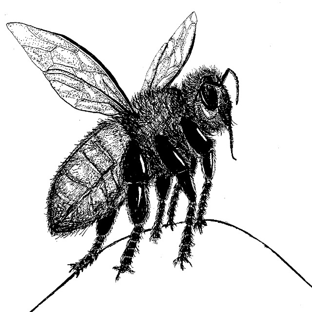 Euregiobiene Bienenzuchtverein Würselen e.V.