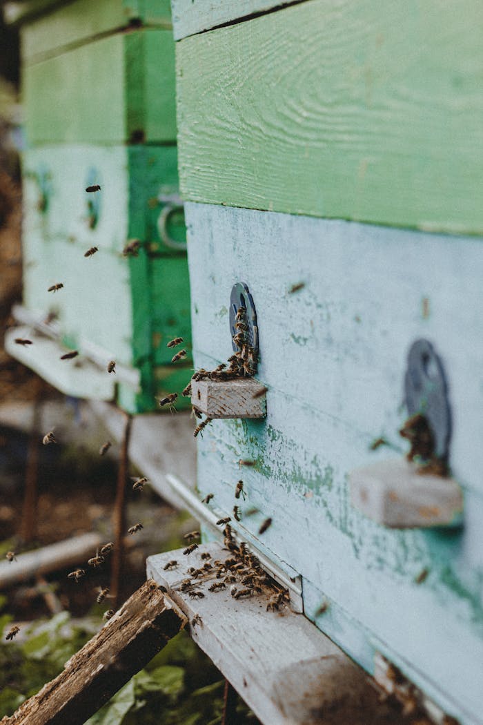 gallery-05 Photograph of active beehive with bees flying at entrance, capturing rural beekeeping scene.