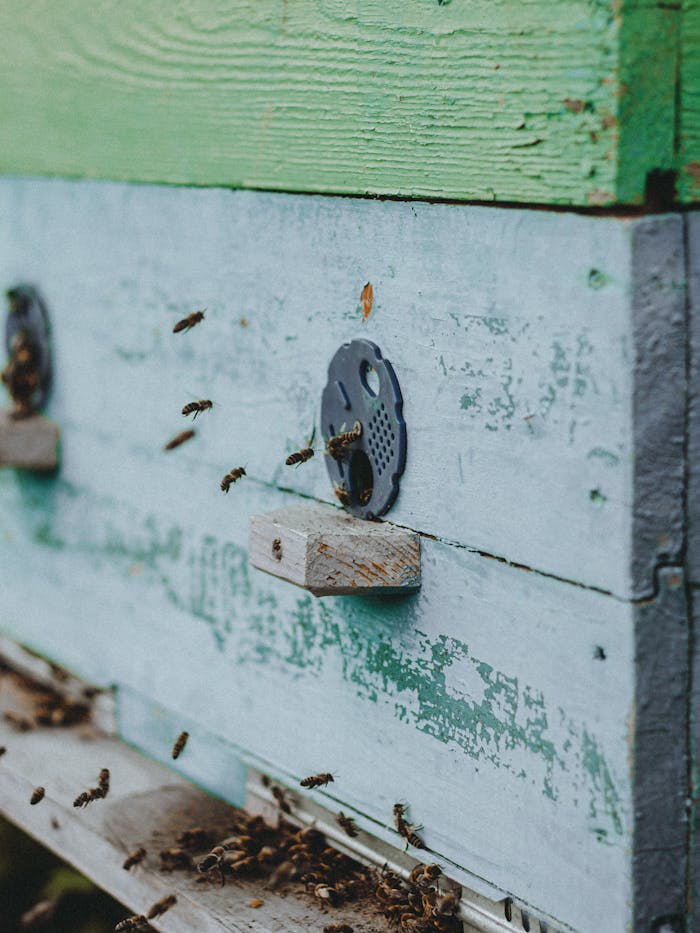 gallery-03 Close-up shot of bees entering a weathered wooden beehive, highlighting texture and activity.