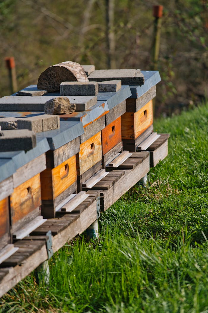 gallery-01 Wooden bee hives in a lush outdoor meadow, a serene beekeeping scene.