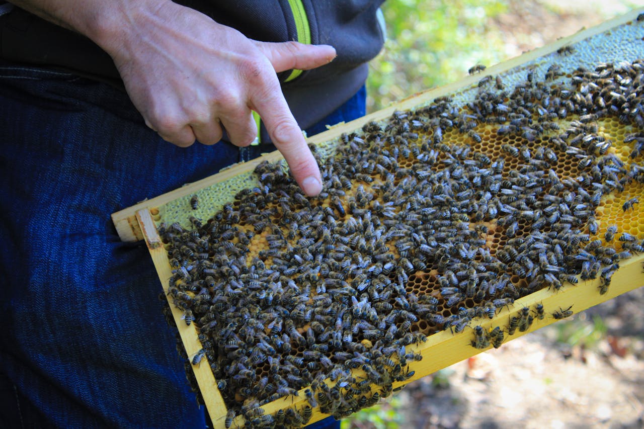 home-img Beekeeper inspects honeycomb covered with bees in natural light.