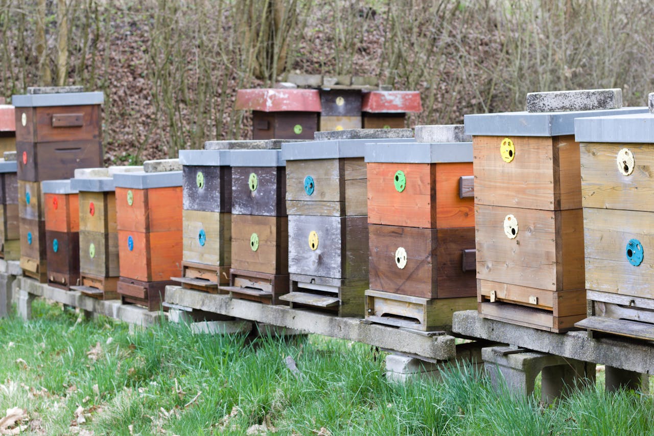 trusted-partner Row of colorful wooden beehives in spring orchard, ideal for beekeeping themes.