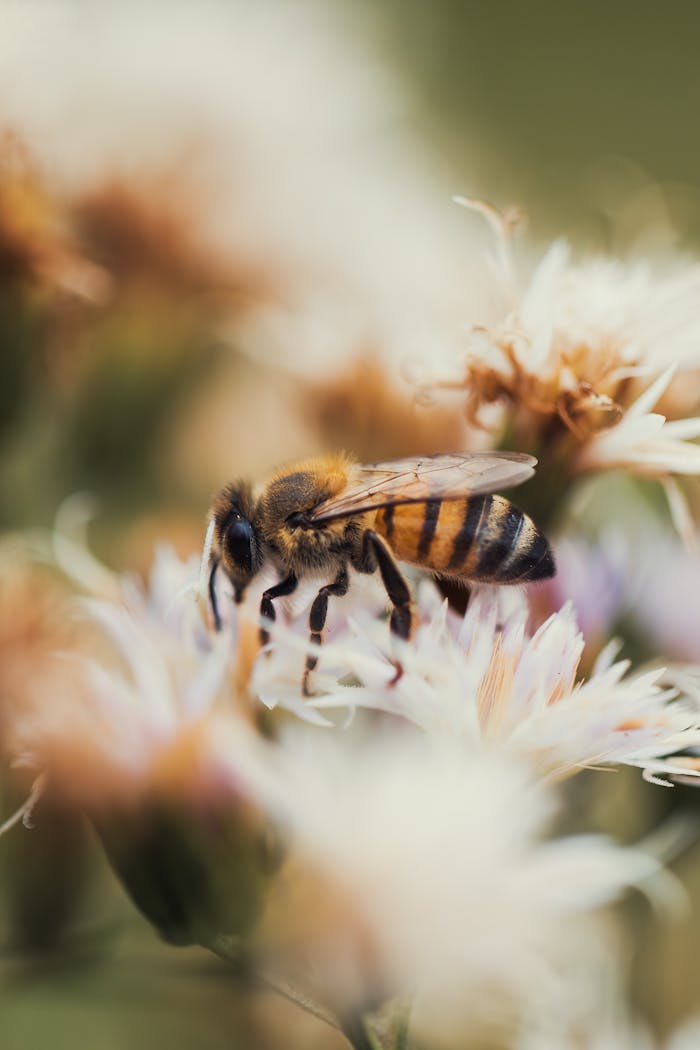 services-img Macro shot of a honey bee collecting nectar from a wildflower in a natural setting.