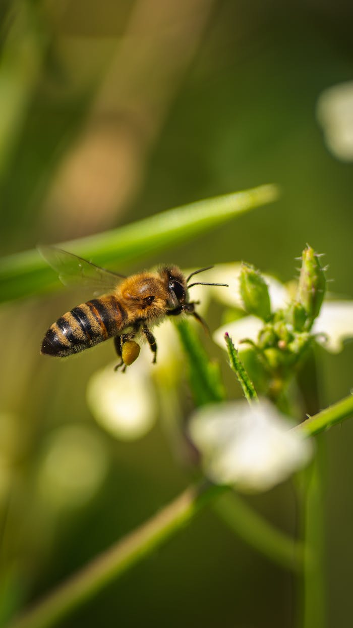 Detailed shot of a honeybee collecting nectar on a flower, showcasing nature's beauty.