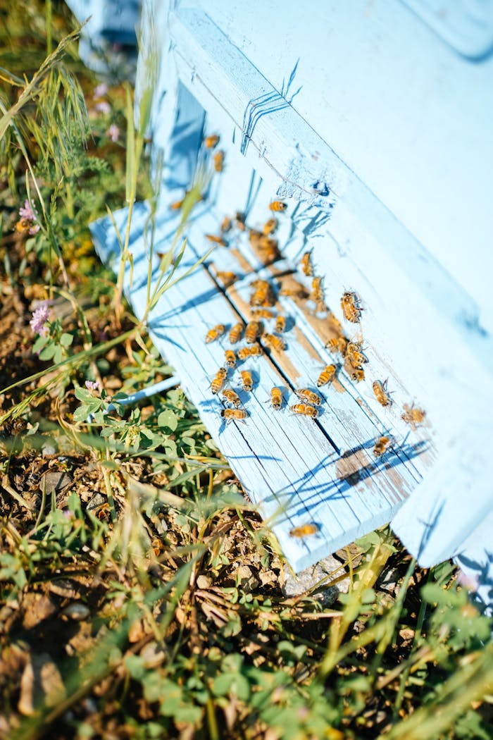 gallery-04 Close-up of bees entering a blue hive in a sunny meadow in Hizan, Bitlis, Türkiye.