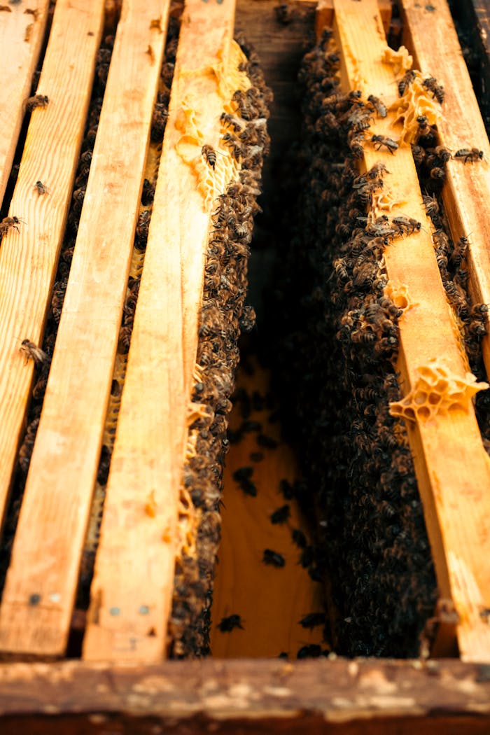 services-01 High-angle shot of bees on honeycomb frames inside a beehive, showcasing apiculture.