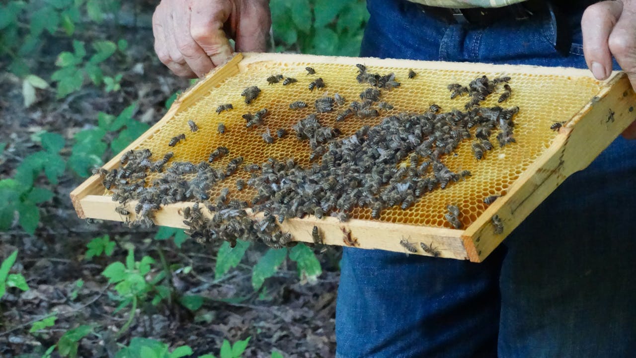 gallery-02 Close-up of a beekeeper's hands holding a honeycomb frame full of bees outdoors.