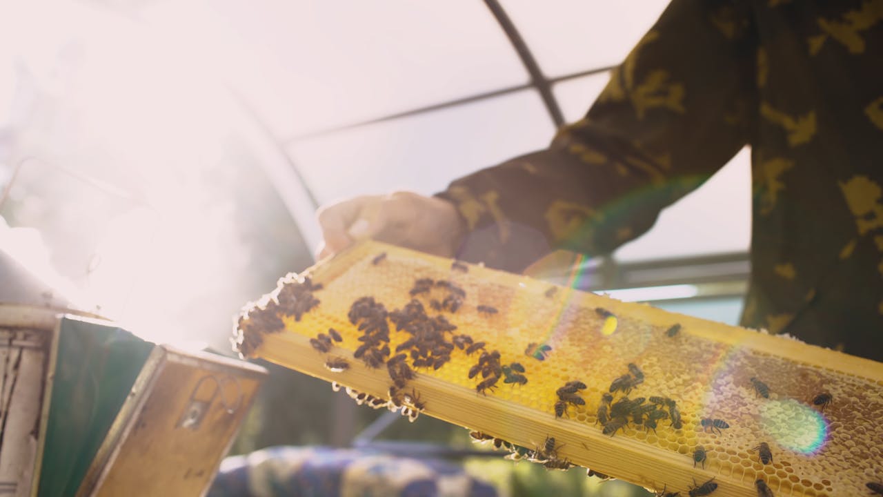 our-story Close-up of a beekeeper examining a honeycomb frame in a sun-drenched apiary.