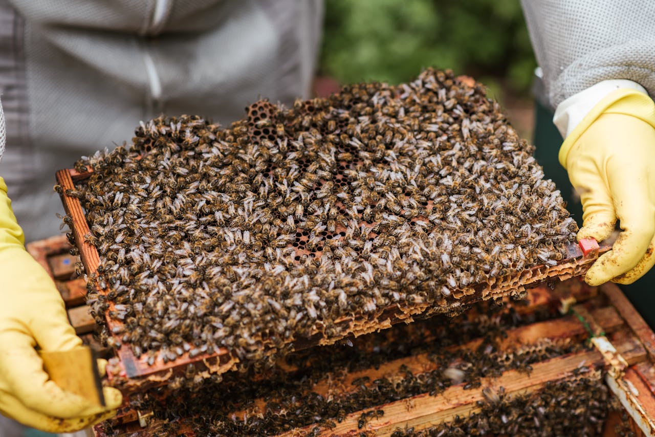 journey-02 Crop unrecognizable farmer in protective gloves demonstrating honeycomb with flock of bees while standing near beehive